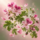 Geranium