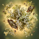 Oakmoss