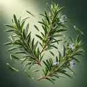 Rosemary