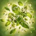 Basil