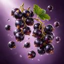 Black Currant