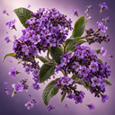Heliotrope