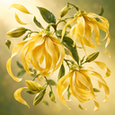 Ylang-Ylang